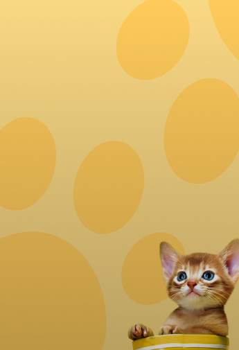 Конверсия 8,4% и лиды <br /> по 688 ₽ за первый месяц <br /> рекламы для ветеринарной <br /> клиники "Надежда"