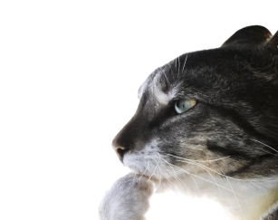 Котик