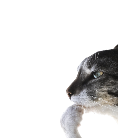 Котик