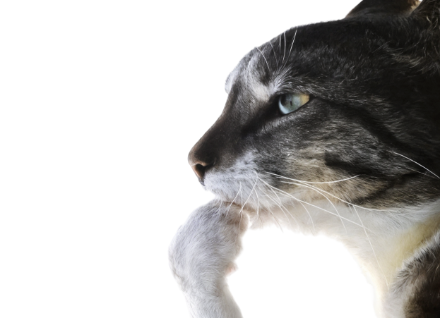 Котик